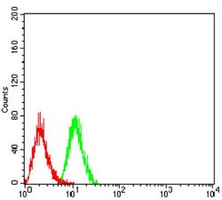 PSMC3 Antibody (1G10C9) - BSA Free, Novus Biologicals 0.1 ml; Unconjugated:Antibodies,