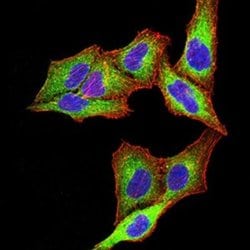 PSMC3 Antibody (1G10C9) - BSA Free, Novus Biologicals 0.1 ml; Unconjugated:Antibodies,