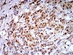PSMC3 Antibody (1G10C9) - BSA Free, Novus Biologicals 0.1 ml; Unconjugated:Antibodies,