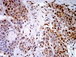 PSMC3 Antibody (1G10C9) - BSA Free, Novus Biologicals 0.1 ml; Unconjugated:Antibodies,