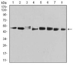 PSMC3 Antibody (1G10C9) - BSA Free, Novus Biologicals 0.1 ml; Unconjugated:Antibodies,