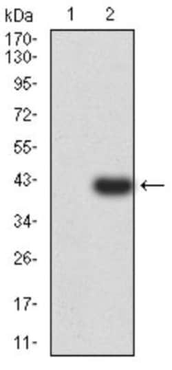 PSMC3 Antibody (1G10C9) - BSA Free, Novus Biologicals 0.1 ml; Unconjugated:Antibodies,