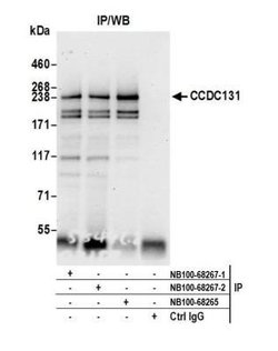 PSRC2 Antibody, Novus Biologicals 0.1mL; Unlabeled:Antibodies, Polyclonal