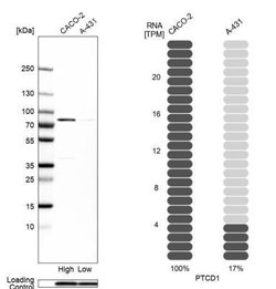PTCD1 Antibody, Novus Biologicals:Antibodies:Primary Antibodies