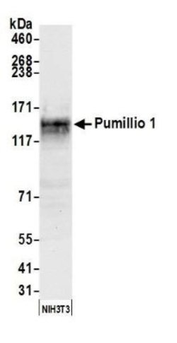 PUM1 Antibody, Novus Biologicals 100 &mu;L | Buy Online | Novus Biologicals | Fisher Scientific