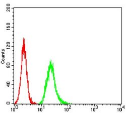Parvovirus NS1 Antibody (8E6E10) - BSA Free, Novus Biologicals 0.1 ml;