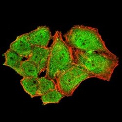 Parvovirus NS1 Antibody (8E6E10) - BSA Free, Novus Biologicals 0.1 ml;