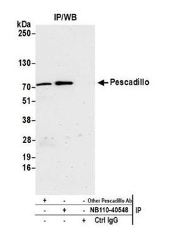 Pescadillo Antibody, Novus Biologicals 0.1 mL | Buy Online | Novus Biologicals | Fisher Scientific