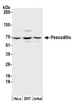 Pescadillo Antibody, Novus Biologicals 0.1 mL | Buy Online | Novus Biologicals | Fisher Scientific