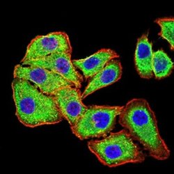 Phospholipase D2 Antibody (7E4D9) - BSA Free, Novus Biologicals 0.1 ml;