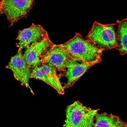 RAB6B Antibody (6D12E4) - BSA Free, Novus Biologicals:Antibodies:Primary