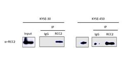 RCC2 Antibody, Novus Biologicals 0.1mL; Unlabeled:Antibodies, Polyclonal