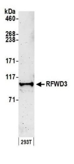 RFWD3 Antibody, Novus Biologicals 0.1mL; Unlabeled:Antibodies, Polyclonal