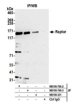 RPTOR Antibody, Novus Biologicals 0.1mg; Unlabeled:Antibodies, Polyclonal