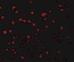 RSK1 Antibody - BSA Free, Novus Biologicals 0.025mg:Antibodies, Polyclonal