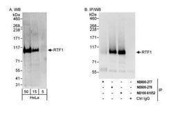 RTF1 Antibody, Novus Biologicals 0.1mg; Unlabeled:Antibodies, Polyclonal