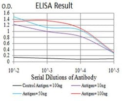 Rad23 Antibody (1E4D6) - BSA Free, Novus Biologicals 0.1mg; Unlabeled:Antibodies,