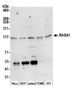 RAS p21 Rabbit anti-Human, Mouse, Polyclonal, Novus Biologicals 100&mu;L;