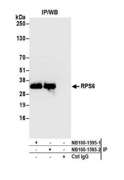Ribosomal Protein S6/RPS6 Antibody, Novus Biologicals 0.1mL; Unlabeled:Antibodies,