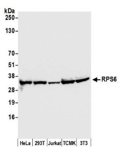Ribosomal Protein S6/RPS6 Antibody, Novus Biologicals 0.1mL; Unlabeled:Antibodies,