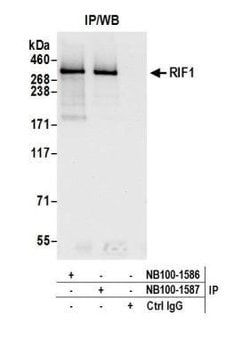 Rif1 Antibody, Novus Biologicals 0.1mL; Unlabeled:Antibodies, Polyclonal