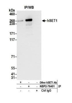 SETD1A Antibody (BLR024E), Novus Biologicals 100 &mu;L; Unconjugated:Antibodies,