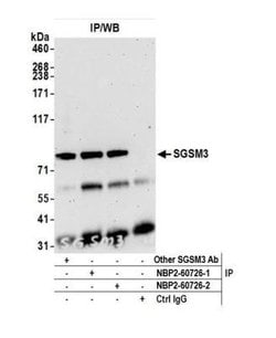 SGSM3 Antibody, Novus Biologicals 100&mu;L:Antikörper