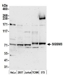 SGSM3 Antibody, Novus Biologicals 100&mu;L:Antikörper