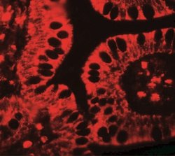 SHISA3 Antibody - BSA Free, Novus Biologicals 0.025 mg | Buy Online | Novus Biologicals | Fisher Scientific