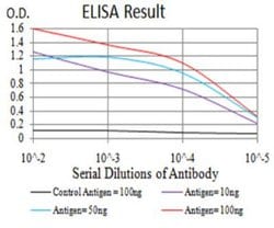 SIRT7 Antibody (1E2G10) - BSA Free, Novus Biologicals:Antibodies:Primary