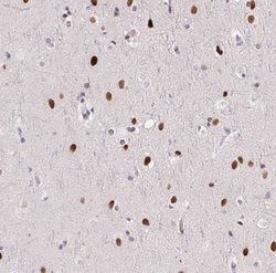 SP9 Antibody, Novus Biologicals 25 &mu;L, Unlabeled:Antibodies, Polyclonal