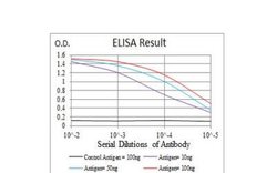 SSH1 Antibody (1A5C8) - BSA Free, Novus Biologicals 0.1mg; Unlabeled:Antibodies,
