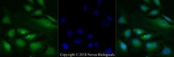 Smad3 Antibody, Novus Biologicals:Antibodies:Primary Antibodies