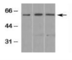 Smad3 Antibody, Novus Biologicals:Antibodies:Primary Antibodies