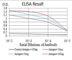 Sphingosine Kinase 2/SPHK2 Antibody (3C8D3) - BSA Free, Novus Biologicals:Antibodies:Primary