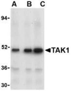 TAK1 Antibody - BSA Free, Novus Biologicals 0.025mg:Antibodies, Polyclonal