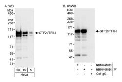 TFII-I Antibody, Novus Biologicals 0.1mL; Unlabeled:Antibodies, Polyclonal