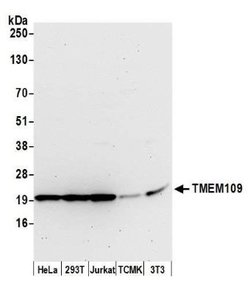 TMEM109 Rabbit anti-Human, Mouse, Polyclonal, Novus Biologicals 0.1mL:Antibodies,