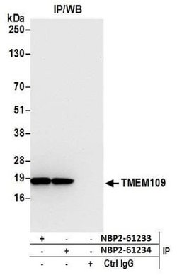 TMEM109 Rabbit anti-Human, Mouse, Polyclonal, Novus Biologicals 0.1mL:Antibodies,