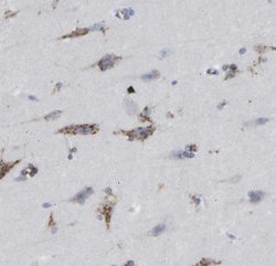 TMEM87A Antibody, Novus Biologicals 25 &mu;L; Unlabeled:Antibodies, Polyclonal