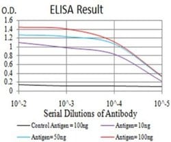 TRAF-2 Antibody (5C2C3) - BSA Free, Novus Biologicals 0.1 ml; Unconjugated:Antibodies,