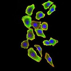 TRAF-2 Antibody (5C2C3) - BSA Free, Novus Biologicals 0.1 ml; Unconjugated:Antibodies,