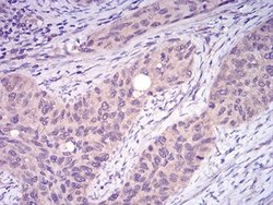 TRAF-2 Antibody (5C2C3) - BSA Free, Novus Biologicals 0.1 ml; Unconjugated:Antibodies,