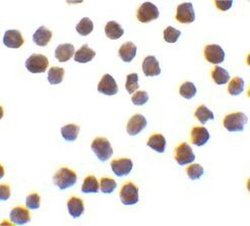 TRAF-6 Antibody, Novus Biologicals 0.025mg:Antibodies, Polyclonal