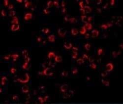 TRAF-6 Antibody, Novus Biologicals 0.025mg:Antibodies, Polyclonal