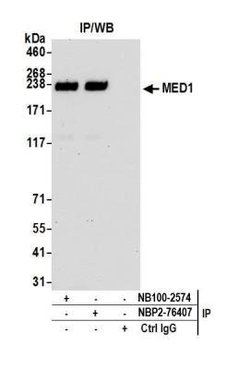TRAP220/MED1 Antibody (BLR037F), Novus Biologicals 100 &mu;L; Unconjugated:Antibodies,