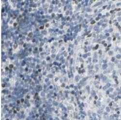 Th-POK Antibody, Novus Biologicals 25 &mu;L; Unlabeled:Antibodies, Polyclonal