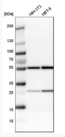 Thymopoietin/LAP2 Antibody, Novus Biologicals 0.1mL; Unlabeled:Antibodies,