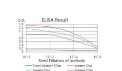 Transthyretin/Prealbumin Antibody (6F11B2) - BSA Free, Novus Biologicals