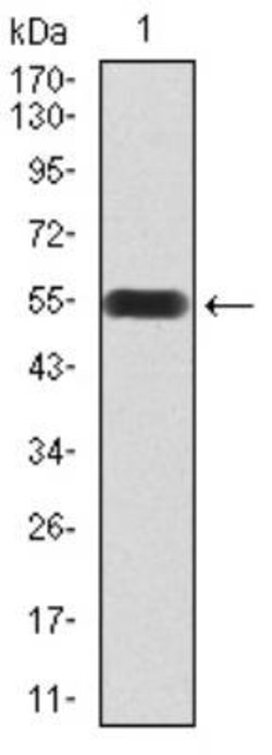 UAP56 Antibody (2F5G7) - BSA Free, Novus Biologicals 0.025 mg; Unlabeled:Antibodies,